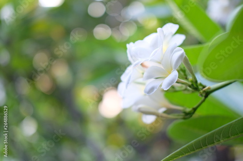 white plumeria flowers in the garden