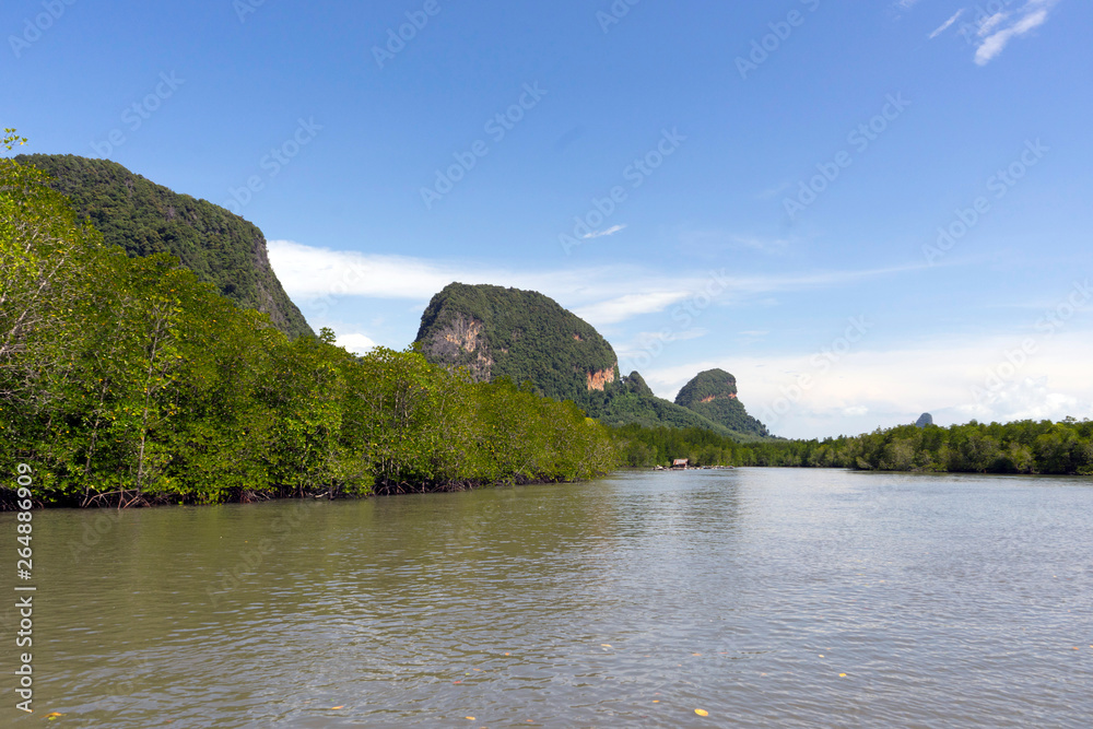 mangrove in Phang Nga Bay,Thailand