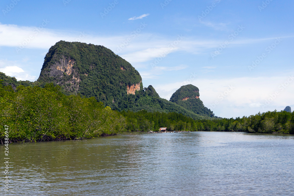 mangrove in Phang Nga Bay,Thailand