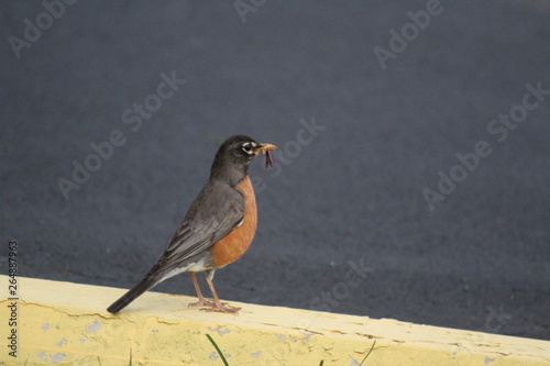 robin on a branch