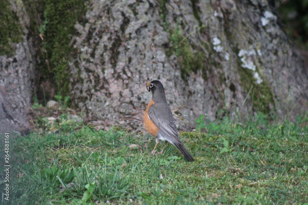 bird on the grass bird on the grass