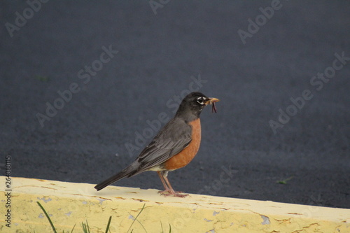 portrait of a robin