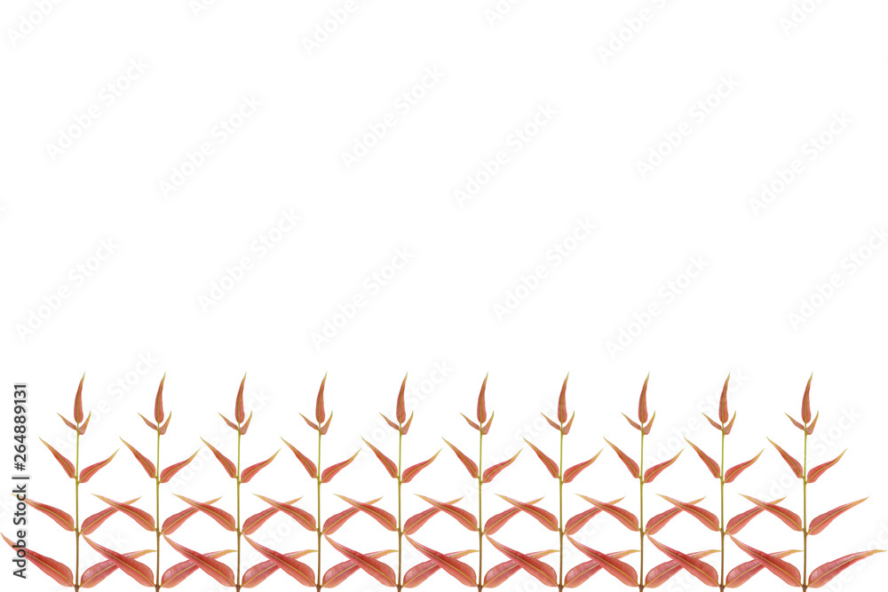Fern leaves are arranged on White background with space for text input Fern leaves are arranged on White background with space for text input