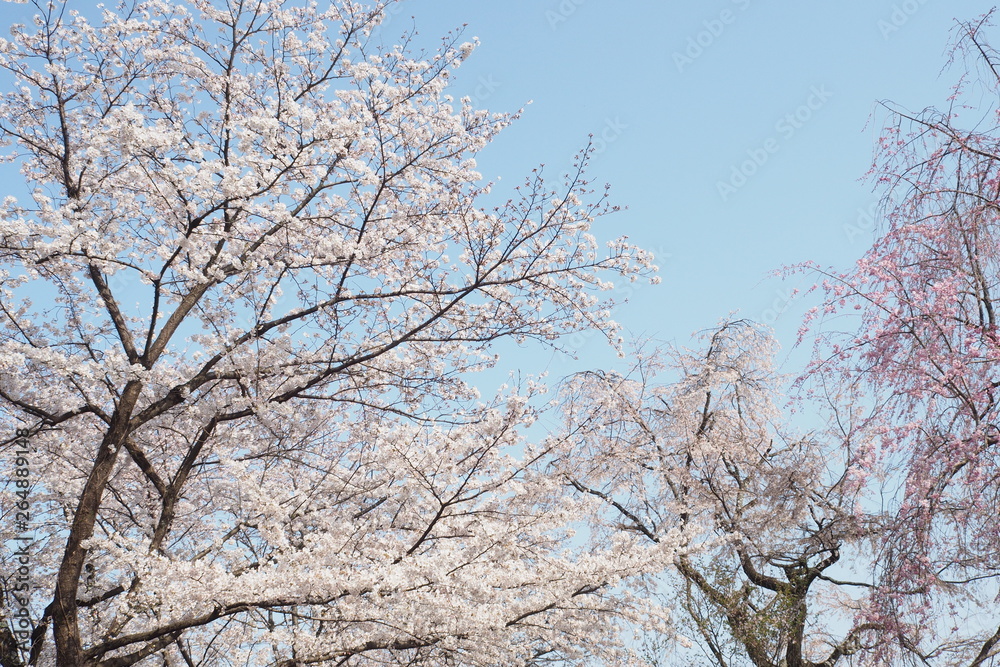 Cherry Blossom Kyoto Japan