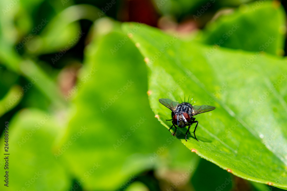 Green leaf and fly. Macro photography of insects and plants Green leaf and fly. Macro photography of insects and plants