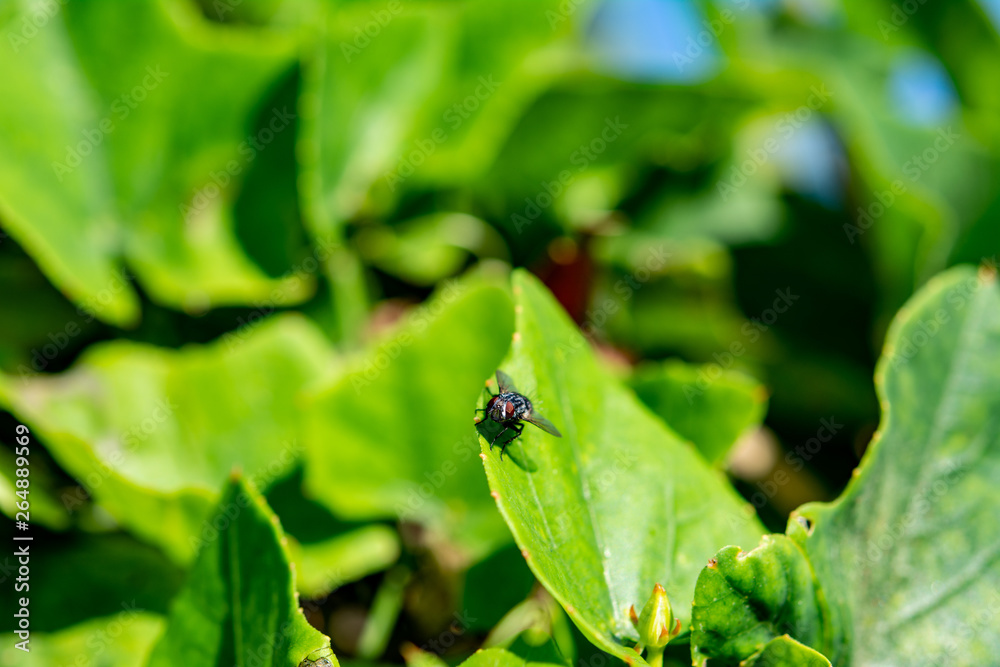 Green leaf and fly. Macro photography of insects and plants Green leaf and fly. Macro photography of insects and plants