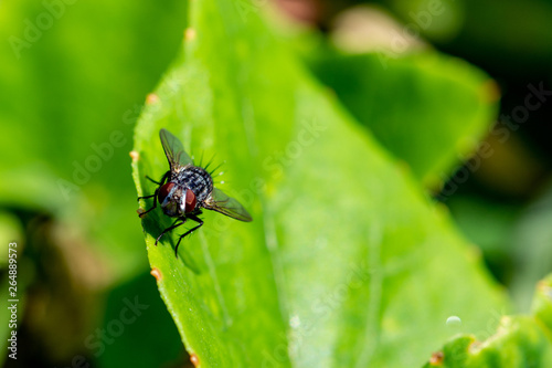 Green leaf and fly. Macro photography of insects and plants