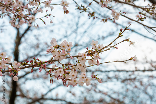 Fototapeta Naklejka Na Ścianę i Meble -  Cherry blossom in spring for background or copy space for text