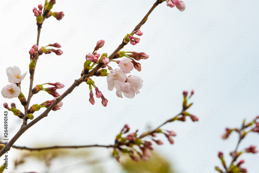 Cherry blossom in spring for background or copy space for text Cherry blossom in spring for background or copy space for text