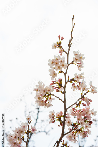 Cherry blossom in spring for background or copy space for text © RobbinLee