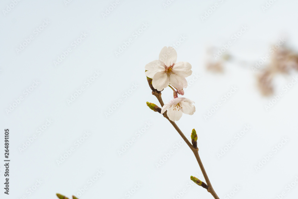 Cherry blossom in spring for background or copy space for text Cherry blossom in spring for background or copy space for text
