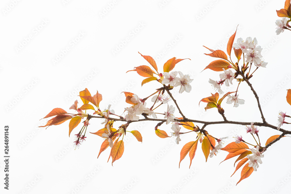 Cherry blossom in spring for background or copy space for text Cherry blossom in spring for background or copy space for text