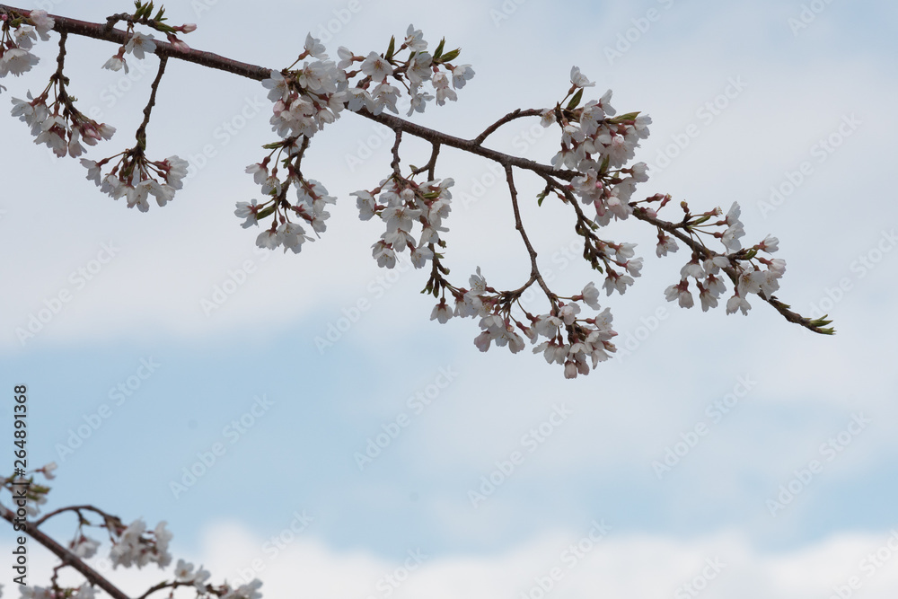 Cherry blossom in spring for background or copy space for text Cherry blossom in spring for background or copy space for text