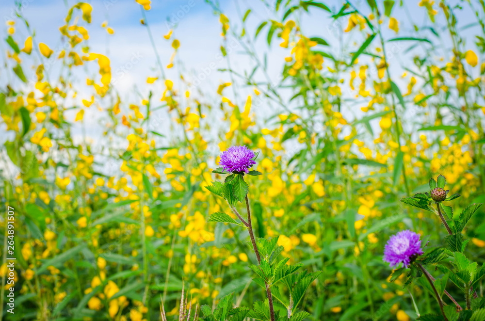 Obraz premium little