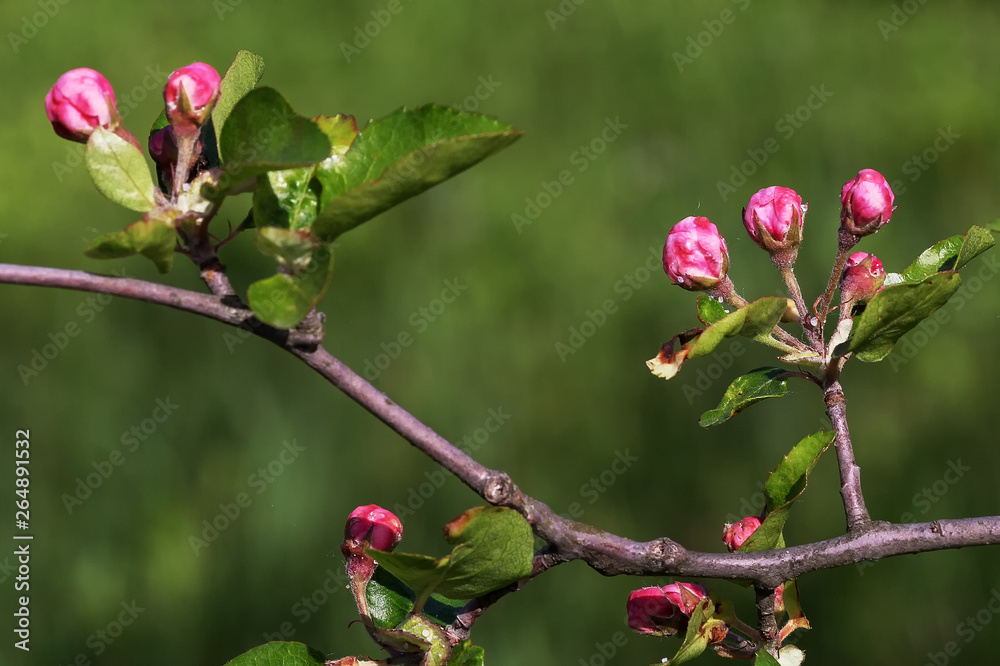 Spring profuse flowering fruit garden in the Park. Spring profuse flowering fruit garden in the Park.