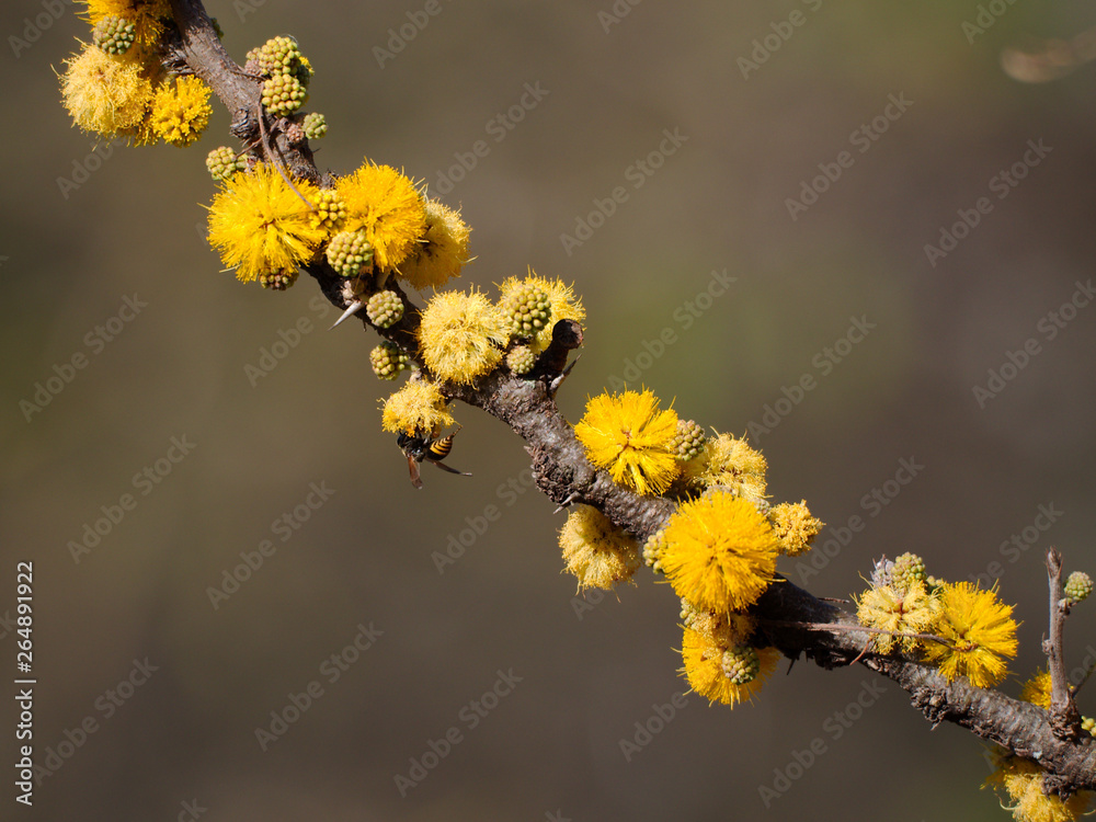 An espinillo tree (Vachellia caven) branch full of flowers and a hornet in Rio Ceballos, Cordoba, Argentina. An espinillo tree (Vachellia caven) branch full of flowers and a hornet in Rio Ceballos, Cordoba, Argentina.