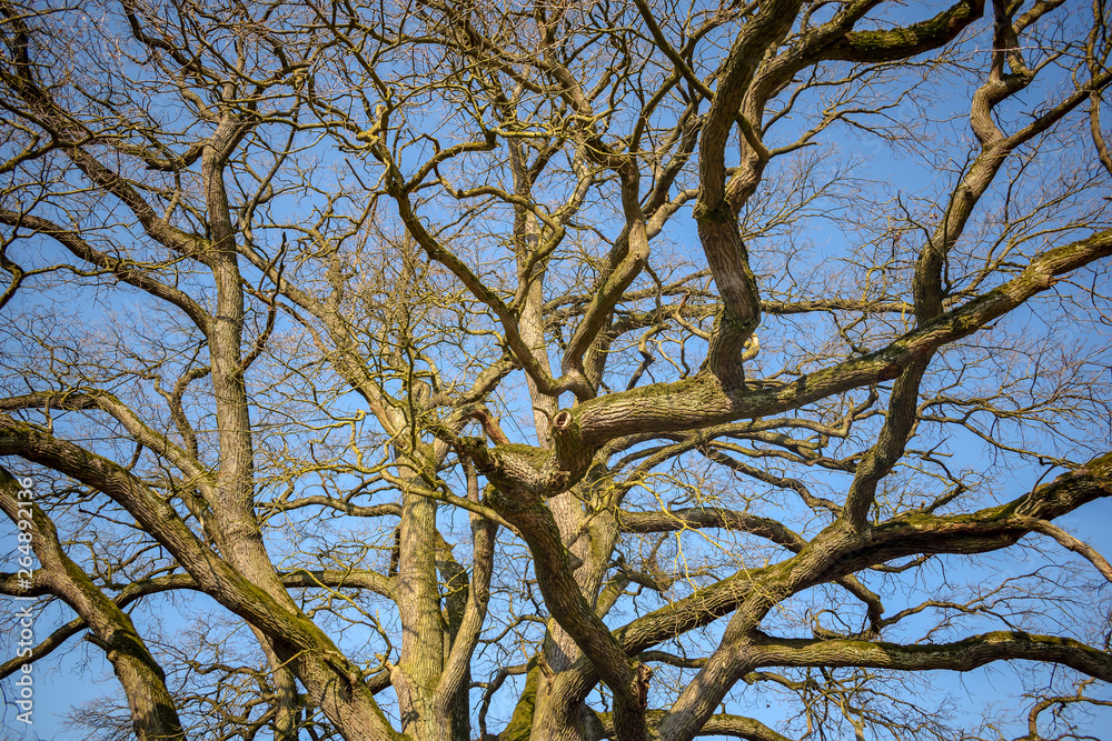 Fototapeta premium View into a treetop.tree and sky