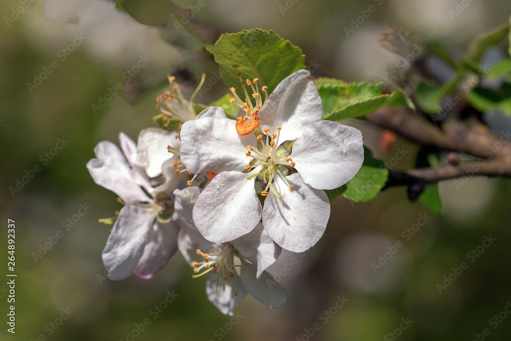 Spring profuse flowering fruit garden in the Park. Spring profuse flowering fruit garden in the Park.