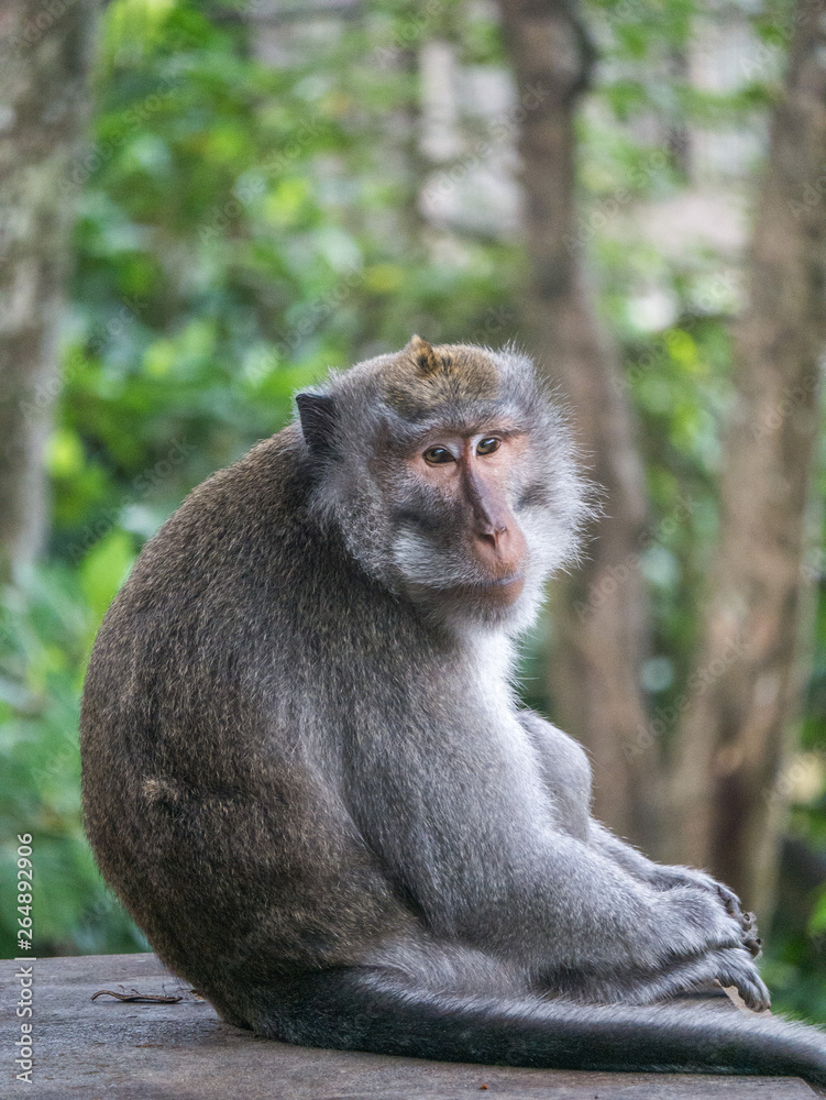 Fototapeta premium monkey