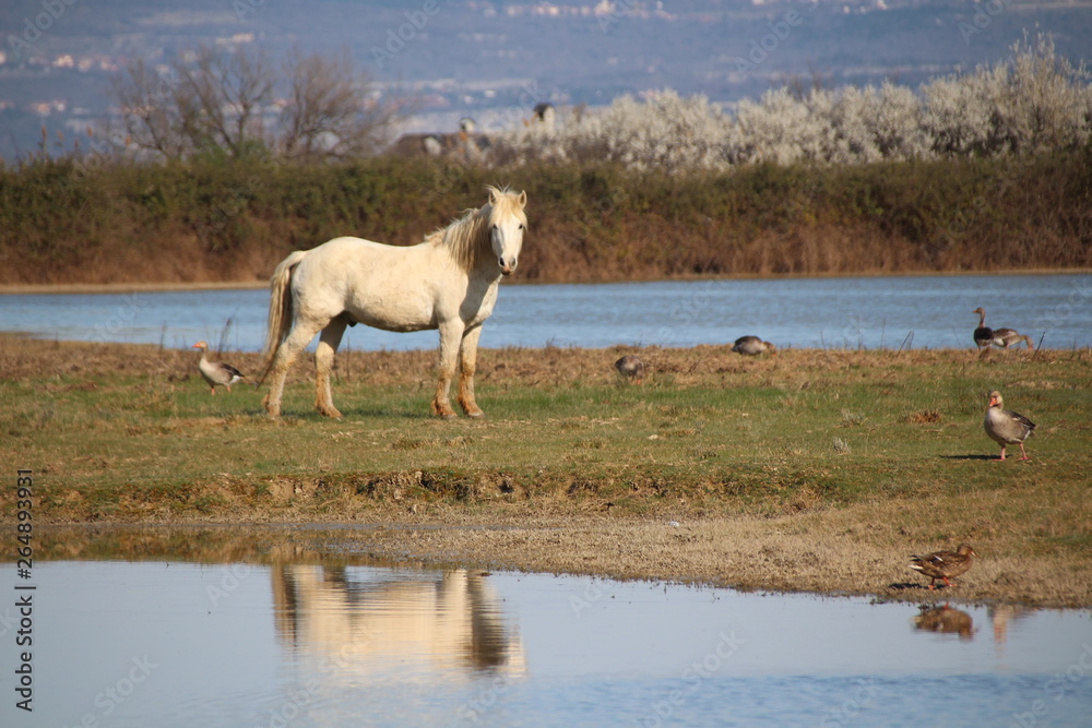 Fototapeta premium Cavalli Isola della Cona - Friuli Venezia Giulia