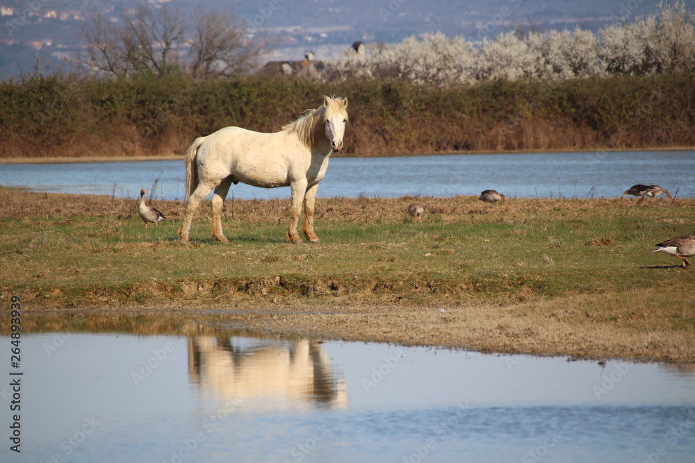Obraz premium Cavalli Isola della Cona - Friuli Venezia Giulia