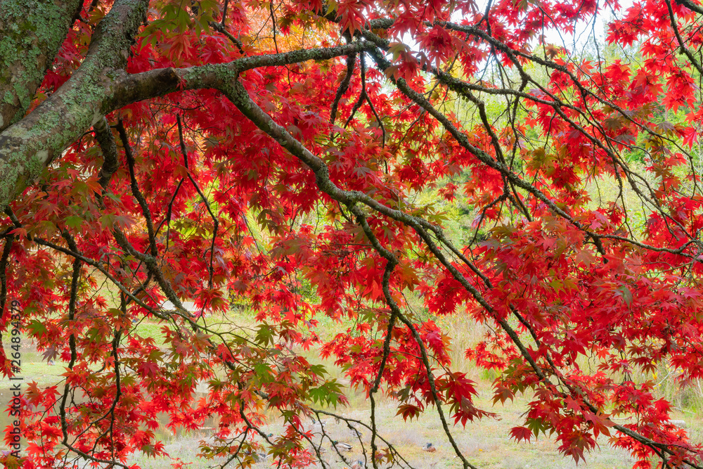 Bright red autumn leaves of maple tree Bright red autumn leaves of maple tree