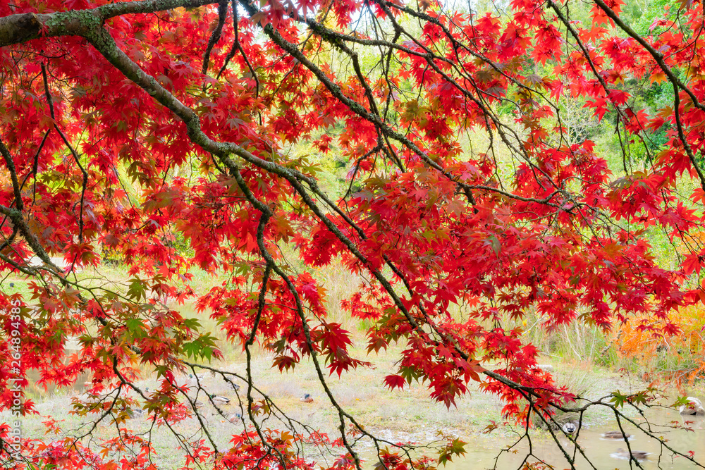 Bright red autumn leaves of maple tree Bright red autumn leaves of maple tree