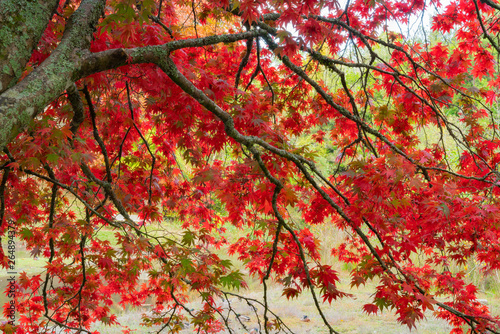Bright red autumn leaves of maple tree