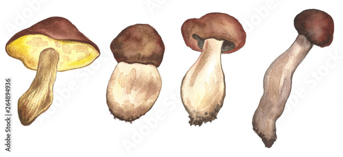 Hand drawn mushrooms autumn summer forest illustration