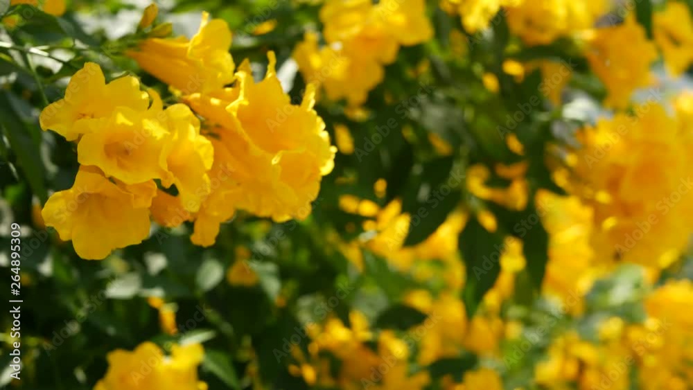 Beautiful yellow flowers in bunches on the branches of a bush. Natural floral background. Spring mood, sunny and bright contrast of colors, tropical exotic plants with green leaves from paradise Beautiful yellow flowers in bunches on the branches of a bush. Natural floral background. Spring mood, sunny and bright contrast of colors, tropical exotic plants with green leaves from paradise