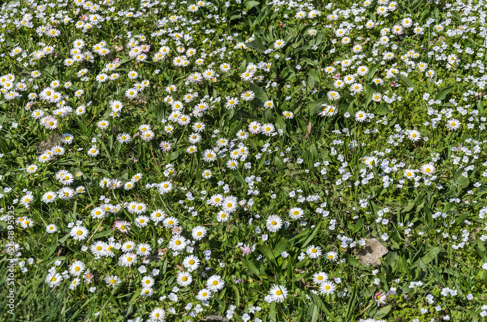 Multicolored blooming wild flowers on a sunny afternoon in the wind