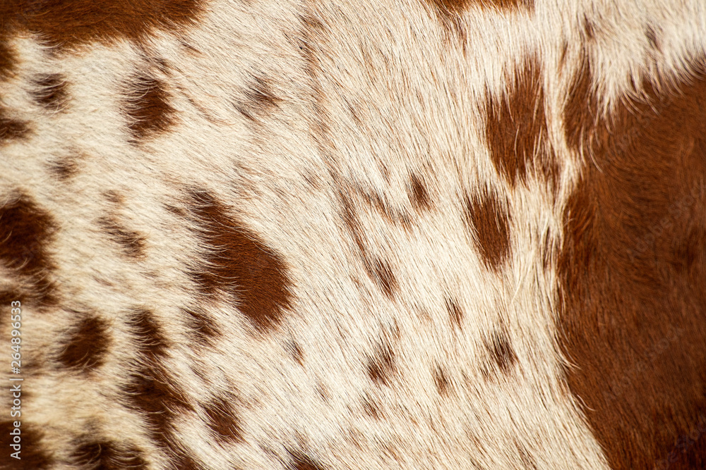 Pattern of a Longhorn bull cowhide. Pattern of a Longhorn bull cowhide.