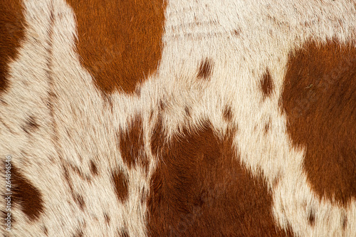 Pattern of a Longhorn bull cowhide. photo