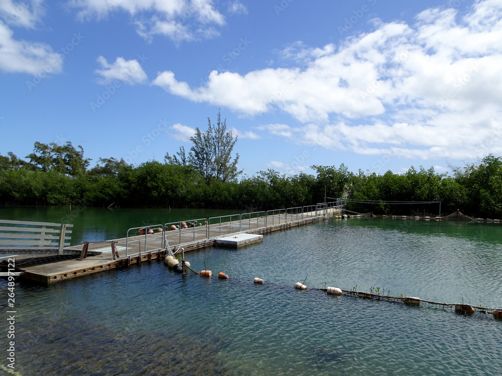 Fototapeta premium Shark Lagoon at Hawaii Institute of Marine Biology