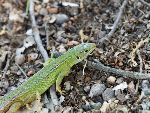 Lacerta bilineata - Western green lizard ou lizard with two lines