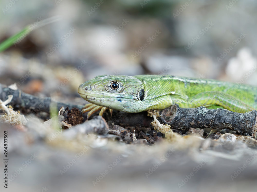 Fototapeta premium Lacerta bilineata - Western green lizard ou lizard with two lines