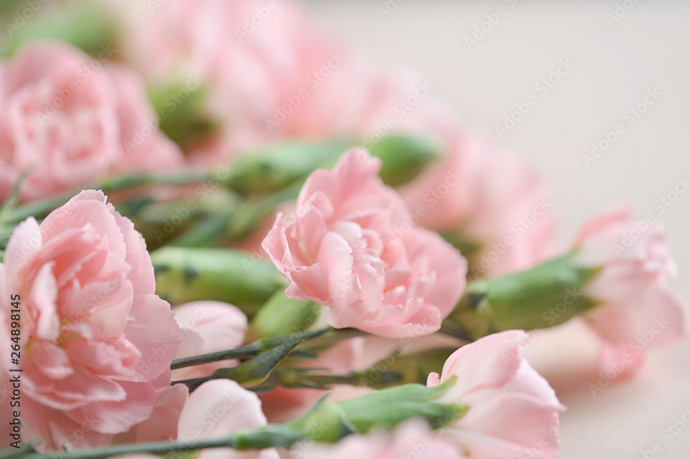 Pink miniature carnations flowers on a pink background. View from above. Close-up. The concept of congratulations on the holiday. Pink miniature carnations flowers on a pink background. View from above. Close-up. The concept of congratulations on the holiday.