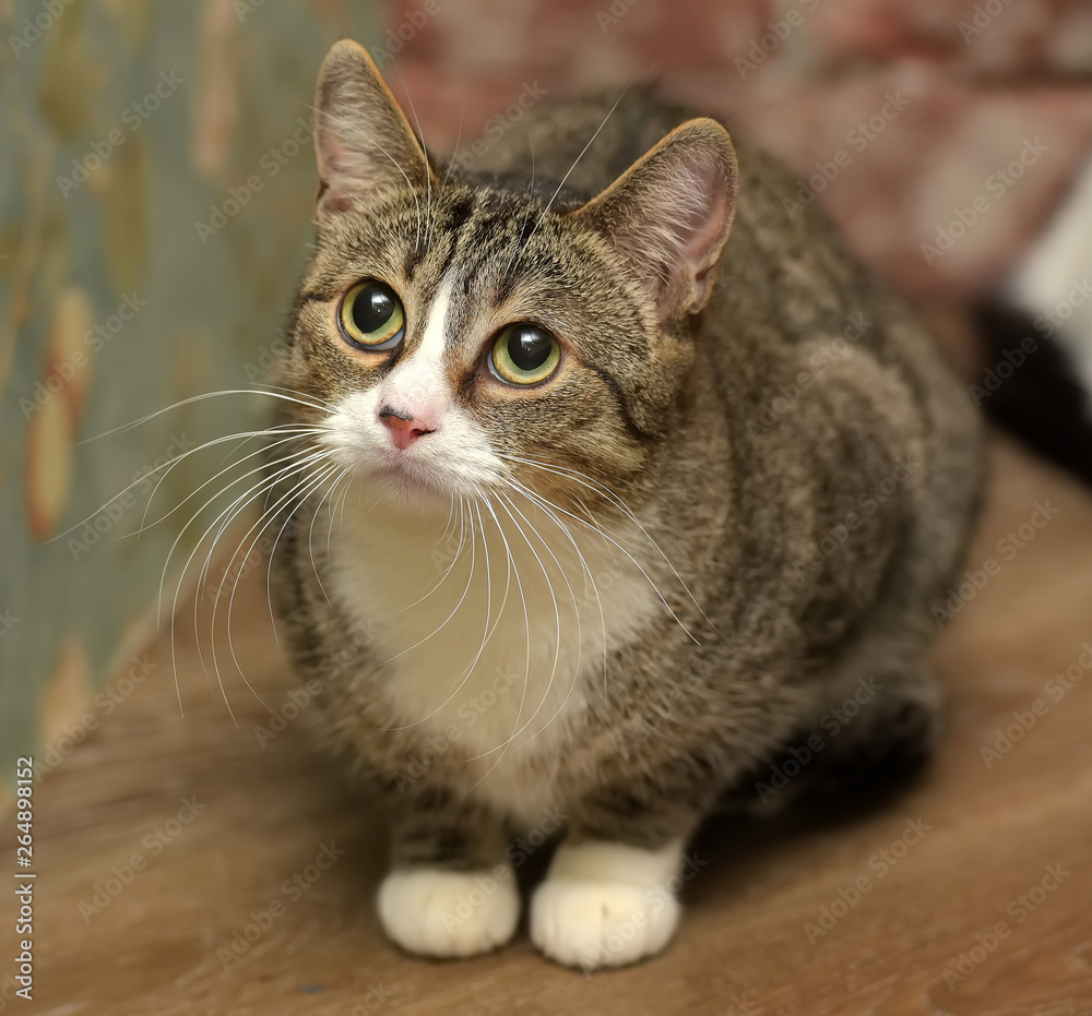 brown and white  shorthair cat