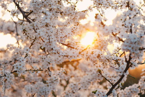 Bilde på lerret lovely early spring flowers tree