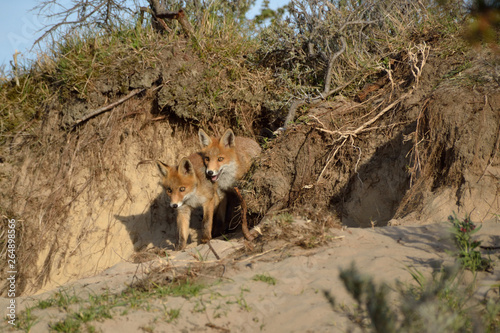 Two young foxes playing in the Amsterdam Waterleiding Duinen in the Netherlands photo