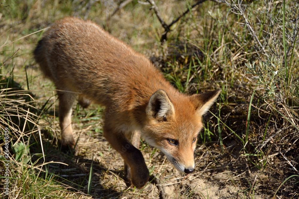 Fototapeta premium young fox walks through the dunes and explores its surroundings. photo was made in the Amsterdam Water Supply Dunes in the Netherlands