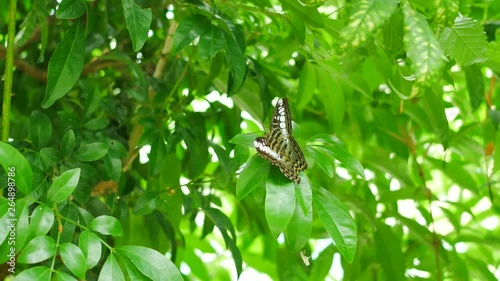 Butterfly on tree leaf green nature  background photo