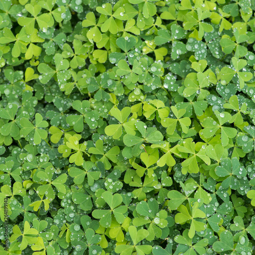 hree leaf clovers photo
