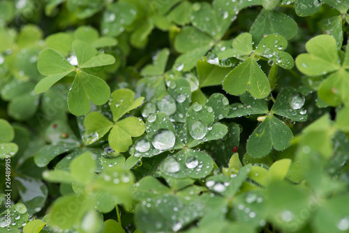 hree leaf clovers photo