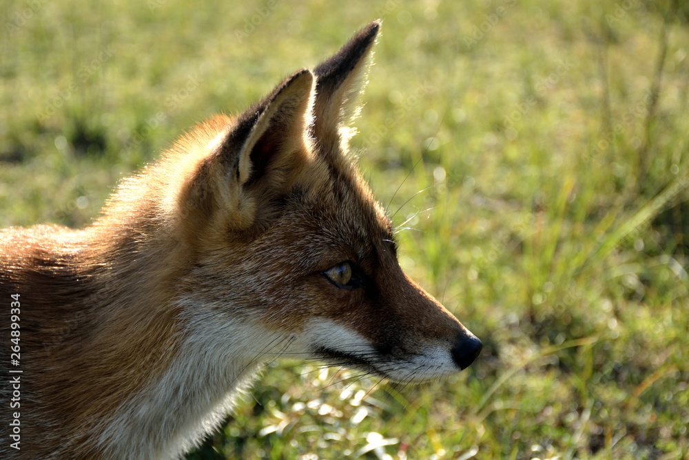 Fox close up during his walk through the dunes looking for prey. photo was made in the Amsterdam Water Supply Dunes in the Netherlands Fox close up during his walk through the dunes looking for prey. photo was made in the Amsterdam Water Supply Dunes in the Netherlands