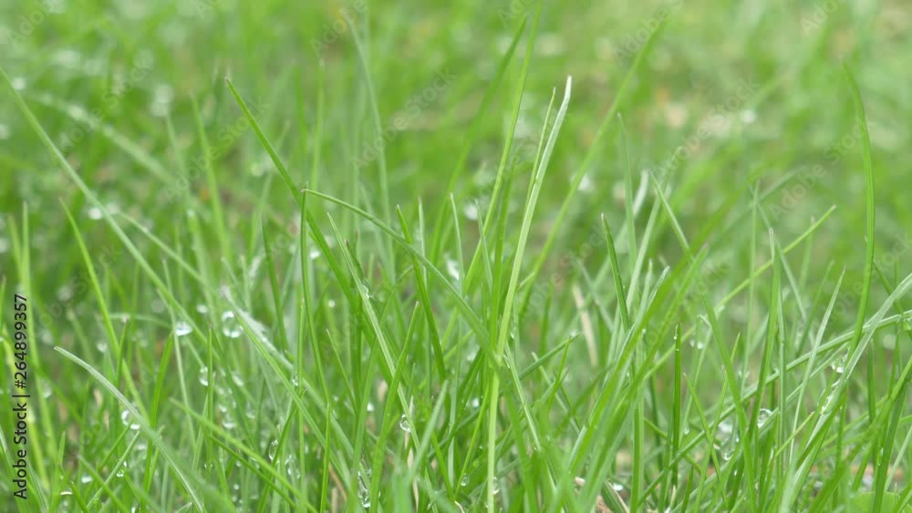 closeup of green grass with water drops of dew closeup of green grass with water drops of dew