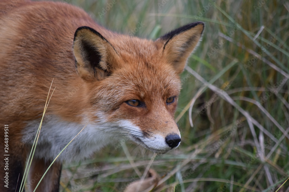Fototapeta premium Fox close up during his walk through the dunes looking for prey. photo was made in the Amsterdam Water Supply Dunes in the Netherlands