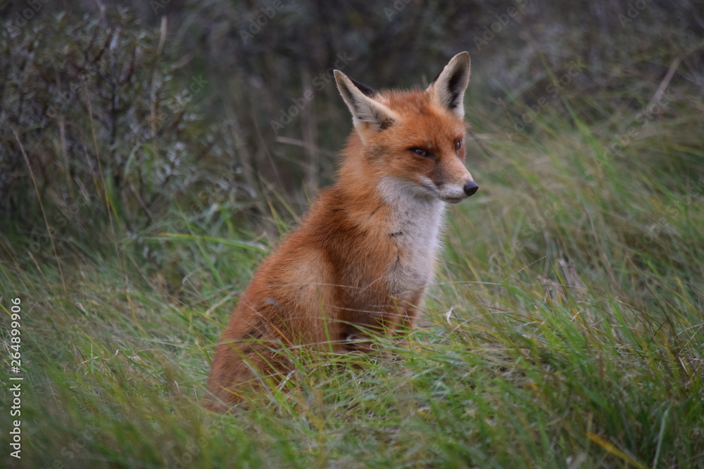 seated fox rests in the tall grass and looks around while hunting for prey. photo was made in the Amsterdam Waterleidingduinen in the Netherlands seated fox rests in the tall grass and looks around while hunting for prey. photo was made in the Amsterdam Waterleidingduinen in the Netherlands