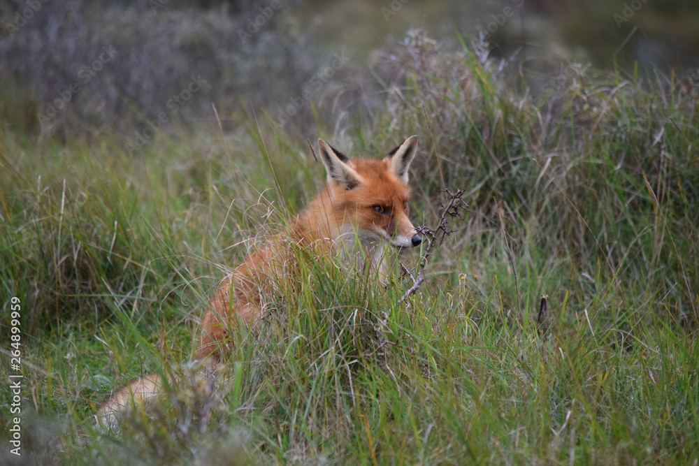 seated fox rests in the tall grass and looks around while hunting for prey. photo was made in the Amsterdam Waterleidingduinen in the Netherlands