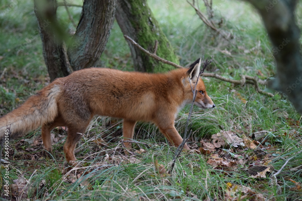 Fox close up during his walk through the dunes looking for prey. photo was made in the Amsterdam Water Supply Dunes in the Netherlands